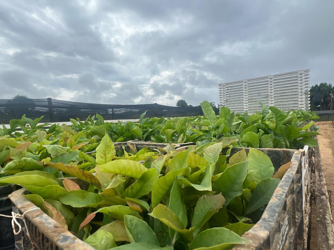 CAFE - HORARIO NOBRE